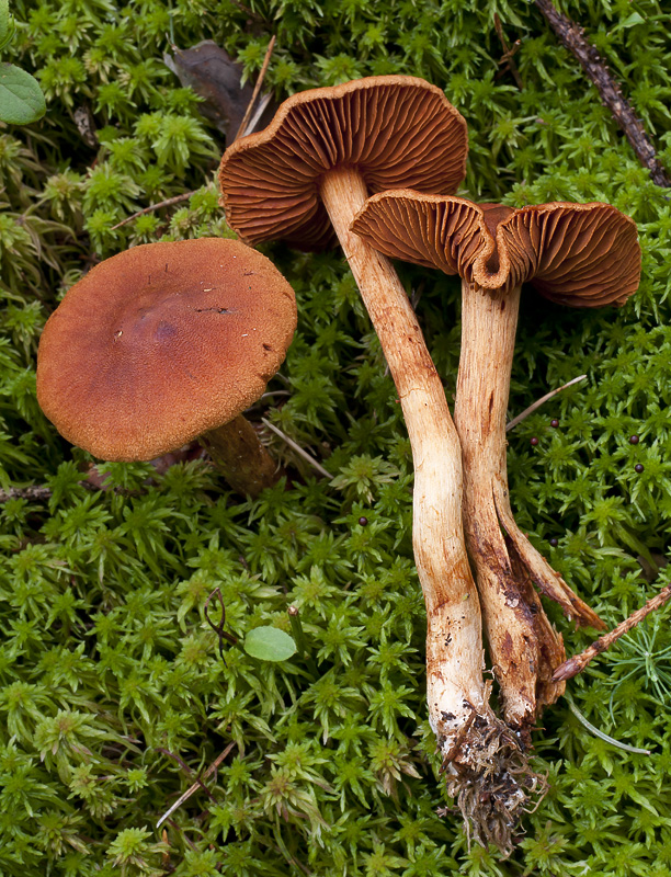 Cortinarius rubellus